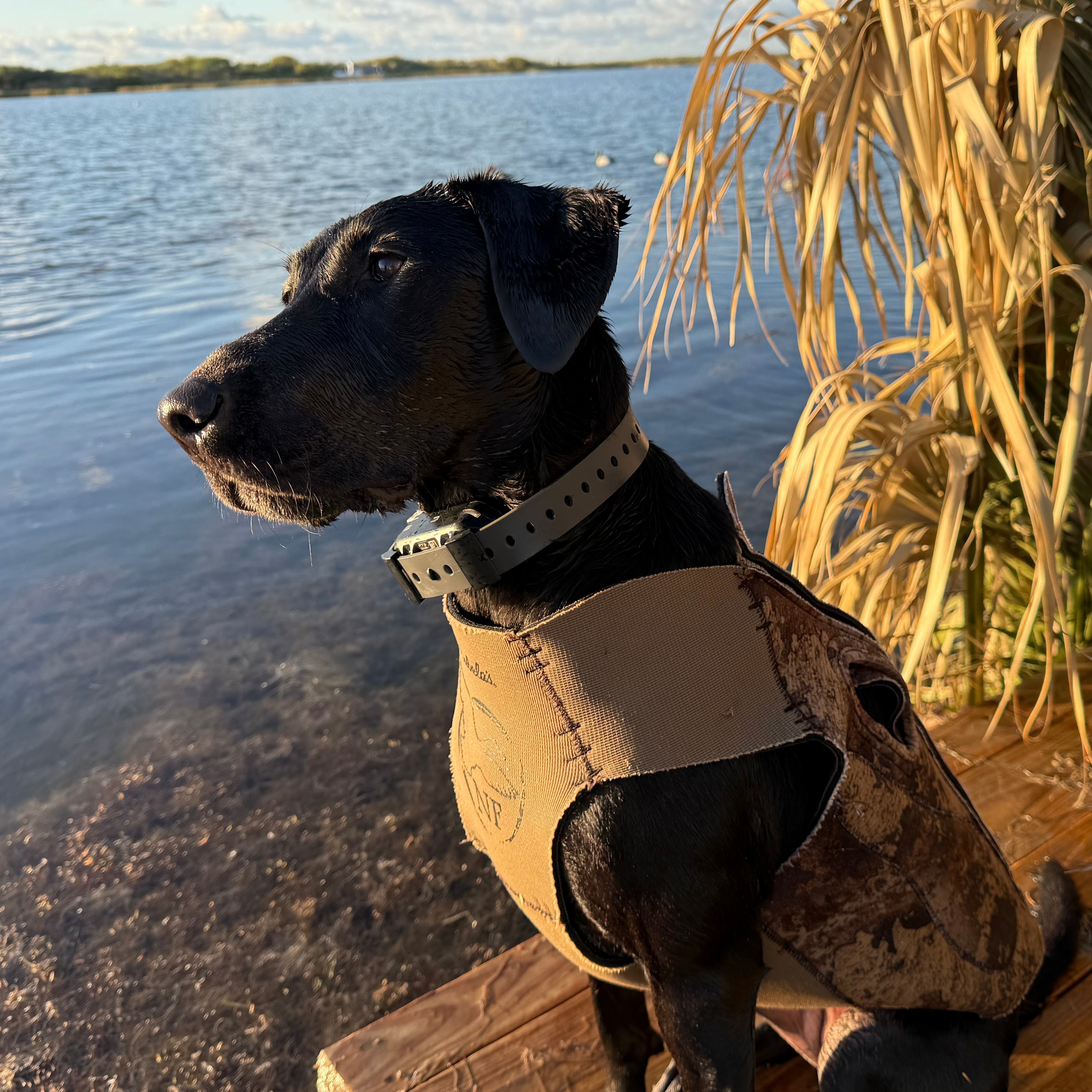 Training Collar Setup - Garmin