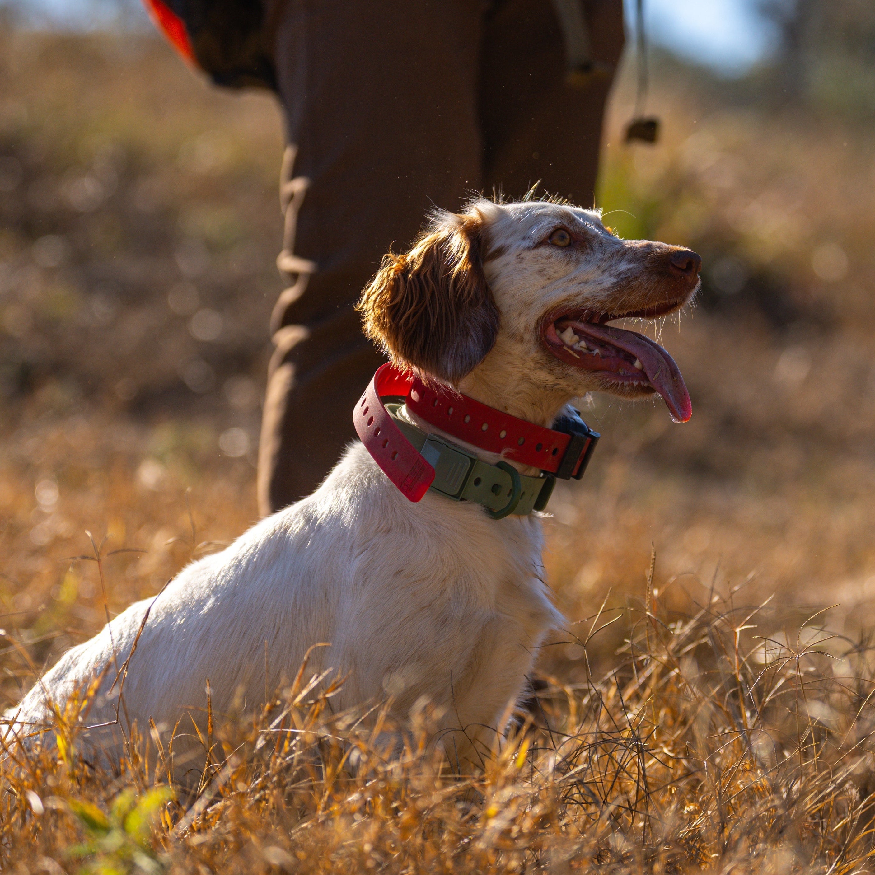 Training Collar Setup - Garmin