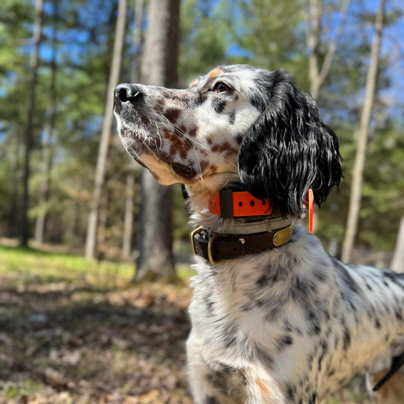 Training Collar Setup - Garmin