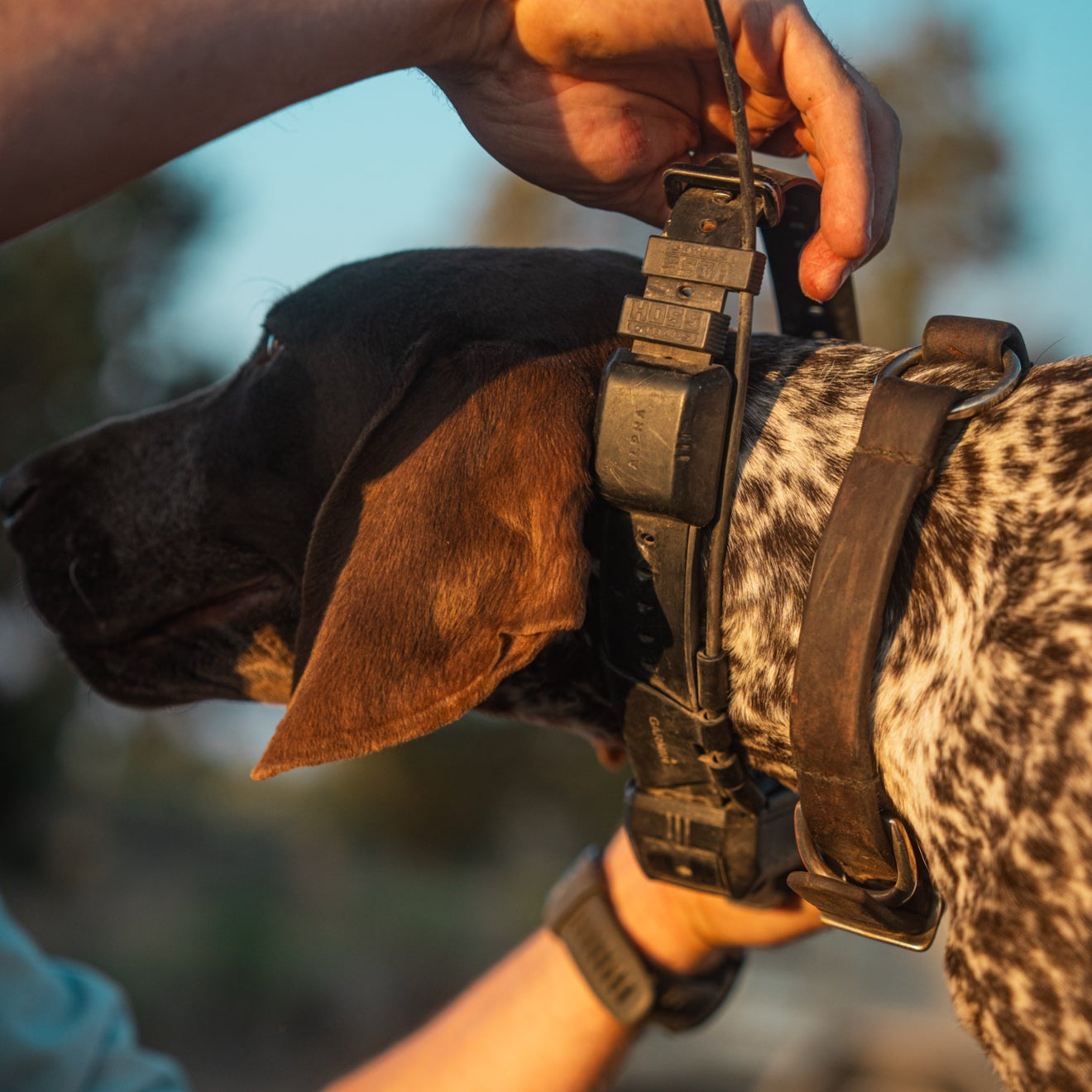 1" Replacement E-Collar Strap - Dogtra